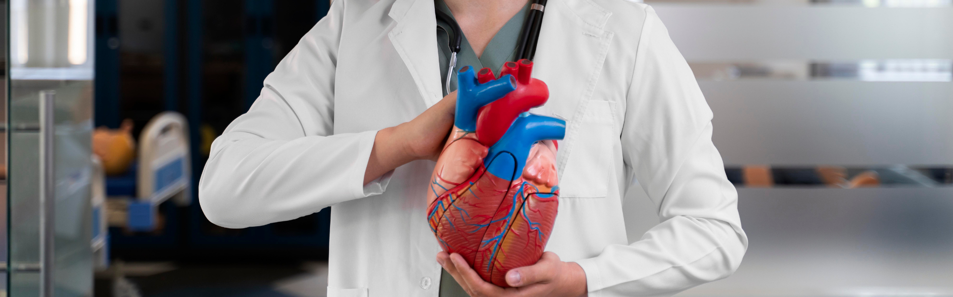 Doctor in a white coat holds a detailed, colorful heart model while wearing a stethoscope for patient education in a clinical setting